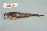 藏品(鳳頭蒼鷹)的圖片